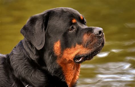 How Hard Is It To Train A Rottweilers Bite