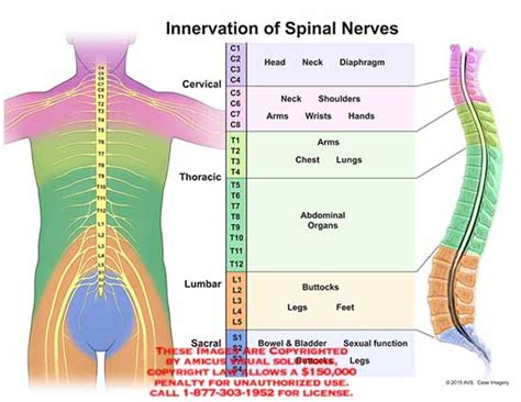 (15069_02Xv2) Innervation of Spinal Nerves – Anatomy Exhibits