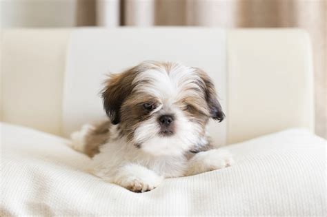 Black Teacup Shih Tzu Puppies