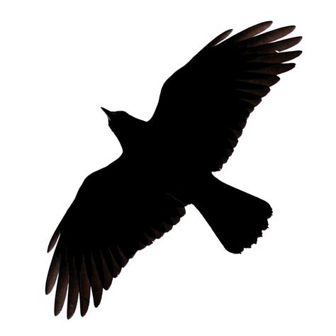 Crow Silhouette Vector - ClipArt Best