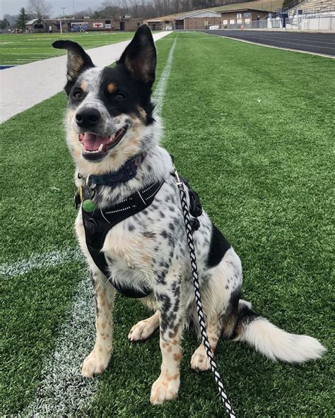 best dog food for australian shepherd blue heeler mix - Caroyln Boswell