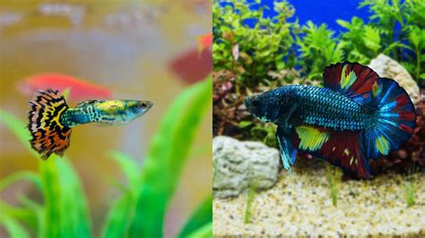 Betta Fish Female Vs Male