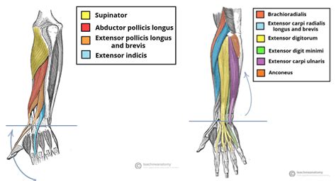 ERA Sequence to Lengthen the Wrist Extensors - Precision Movement