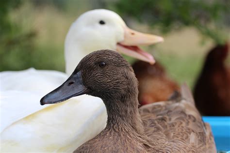 Pekin Duck | Ducks | Breed Information | Omlet