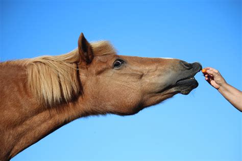 Funny Brown Iceland Horse Eating Carrot | Horses, Eating carrots, Horse ...