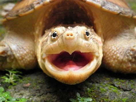 Smile! | Happy animals, Cute baby turtles, Happy turtle