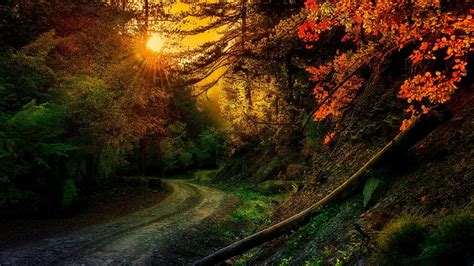 Path Between Colorful Autumn Trees In Forest With Sunrays 4K HD Nature ...