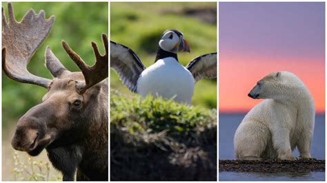 The 5 most iconic Canadian animals | Nature of Things