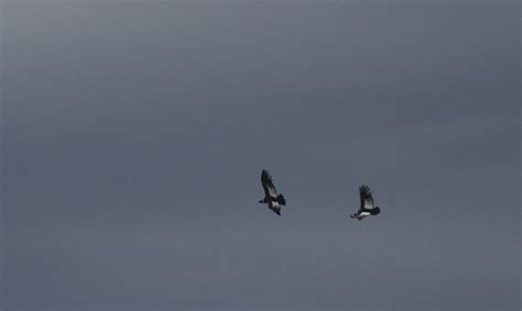 geno's blog: Torres del Paine - Wildlife