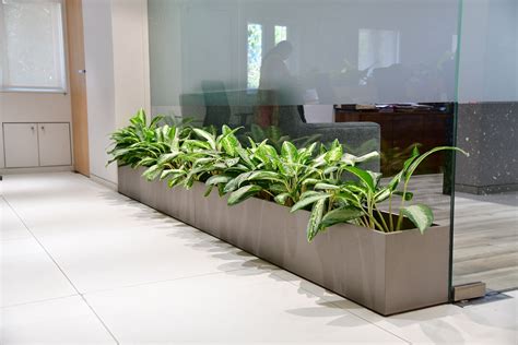 Office Plants - Treemendous