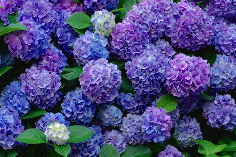 Purple Hydrangea Wallpapers - Top Free Purple Hydrangea Backgrounds ...