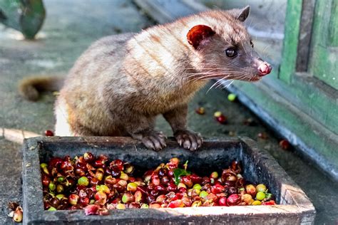 Does Kopi Luwak—or poop coffee—Southeast Asian Coffee, Actually Contain ...