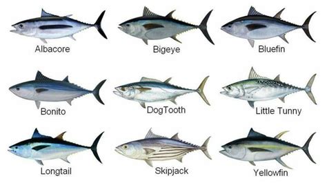 Tuna species | Tuna, Watercolor fish, Tuna fishing