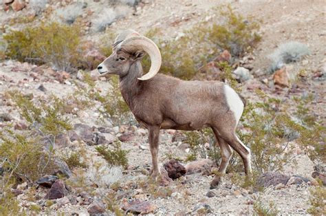 Nevada: The Ultimate Bighorn Sheep State | Today’s Adventure®