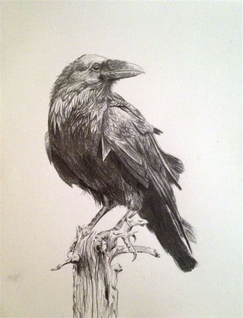 Ravens are behaviorally complex creatures. Like humans, they have an ...