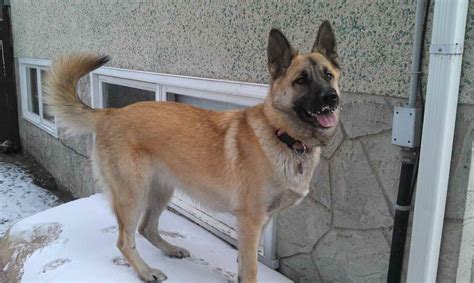 Akita German Shepherd Mix Information | PETSIDI