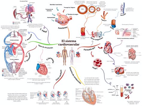 Sistema Cardiovascular Mapa Mental Anatomia - REVOEDUCA