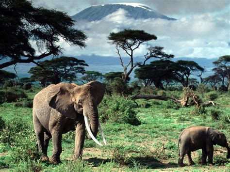 Tourism: Mount Kilimanjaro