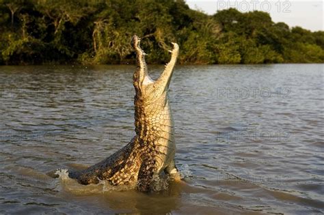 SPECTACLED CAIMAN - Photo12-imageBROKER-G. Lacz