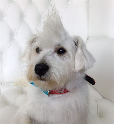 Westie-grooming | Pooch Dog Spa