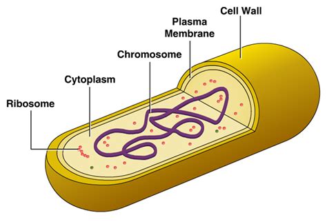 Cellular Structure of Bacteria ~ Zero-Infections