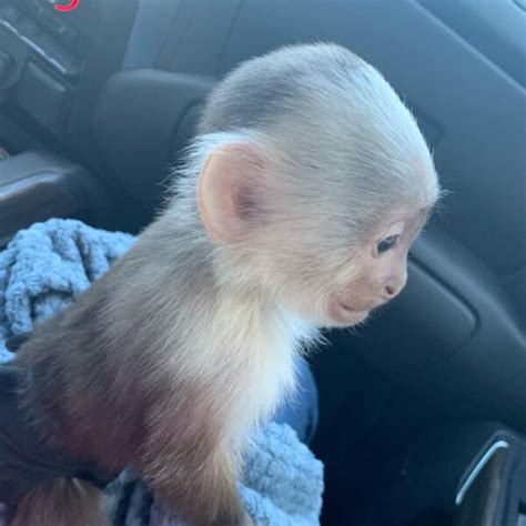 Capuchin Monkey For sale - Luxury Pet Source - Pet Monkeys