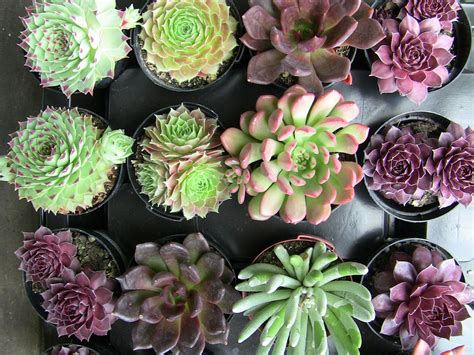 Succulent Plants & Descriptions | Urban Succulents