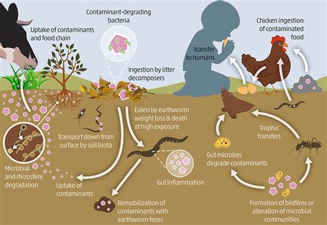 Effects Of Soil Pollution On Animals