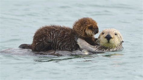 Baby Sea Otter Holding Hands