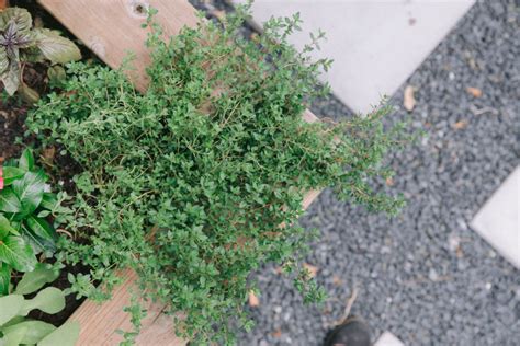 How to Grow and Harvest Your Own Organic Thyme • Gardenary