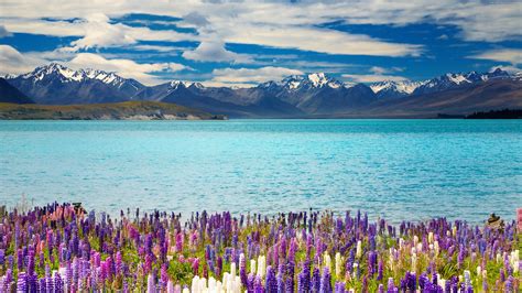 Lake Tekapo New Zealand Mountains Flower Wallpaper