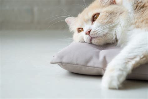 Home Remedies for Cat Vomiting | AskVet