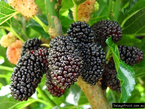 Dwarf Mulberry Tree Black Fruit Trees (Morus nigra)