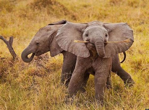 cute baby elephants - Google Search | Elefantes, Elefantes bebé ...