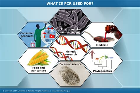 What is PCR used for? — Science Learning Hub