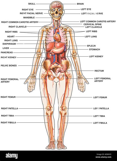 Beringova úžina stehno plešatý human body map pedagogika polkruh úder