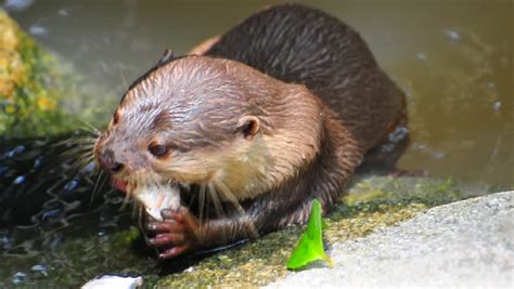 Otter Eating Fish Stock Footage Video 382903 - Shutterstock