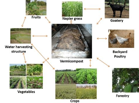 Integrated farming system model developed at the ICAR-Central Institute ...