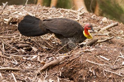 Tips for Deterring Brush Turkeys from Your Garden | Ultimate Backyard