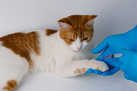 Rabies - What You Need To Know To Protect Your Cat - TheCatSite