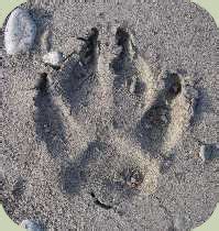 Coyote Tracks and Sign