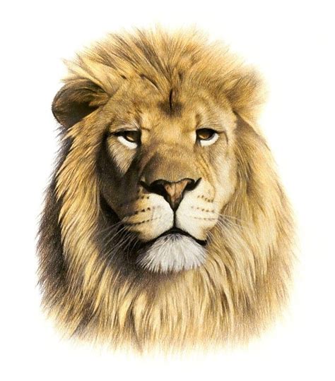 Peter Höhsl | Paintings | Lion Portrait | Color pencil drawing, Cats ...