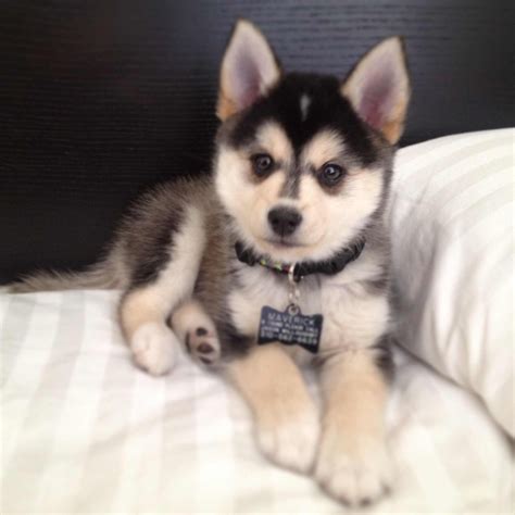 Pomsky Puppies Miniature Husky Pomeranian - Pets Lovers