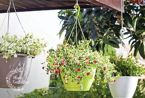 30+ Especies de Plantas Colgantes Que Amarás - Estreno Casa