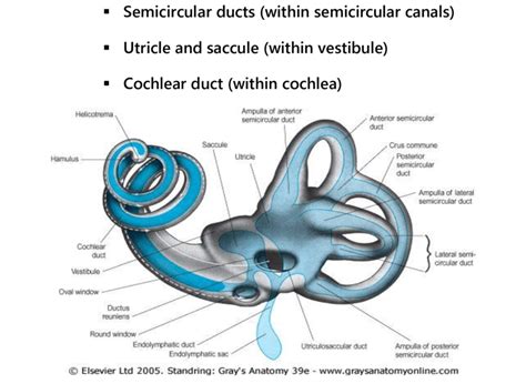 Ampulla Semicircular Canals