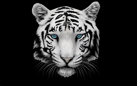 Best Black Tiger 4K Wallpaper of all time Don t miss out | quotesfather5