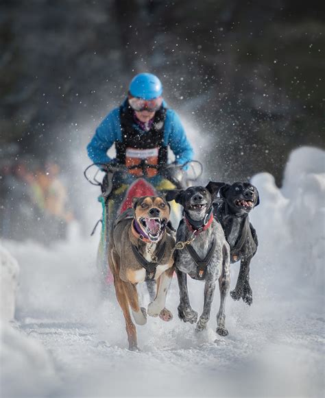 Dog Sled Race Photograph by Li Jian - Pixels