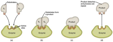 Substrate (Biology) — Definition & Role - Expii