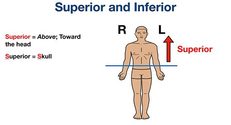 Anatomical Terms Labeling