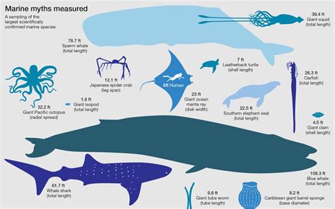 Blue Whale Size Comparison Chart